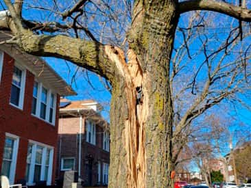 Emergency tree service in Columbia SC