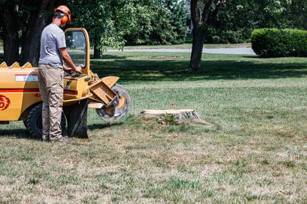 Stump grinding in Columbia SC