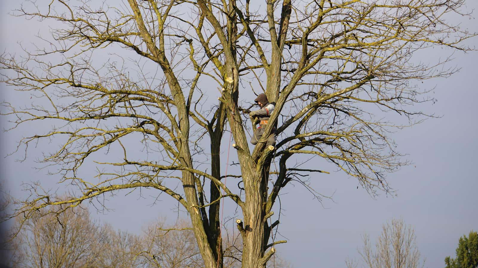 Tree trimming in Columbia SC