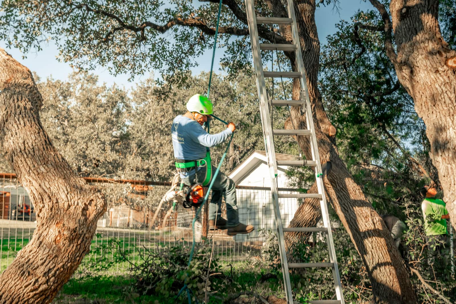 Tree services in Columbia SC